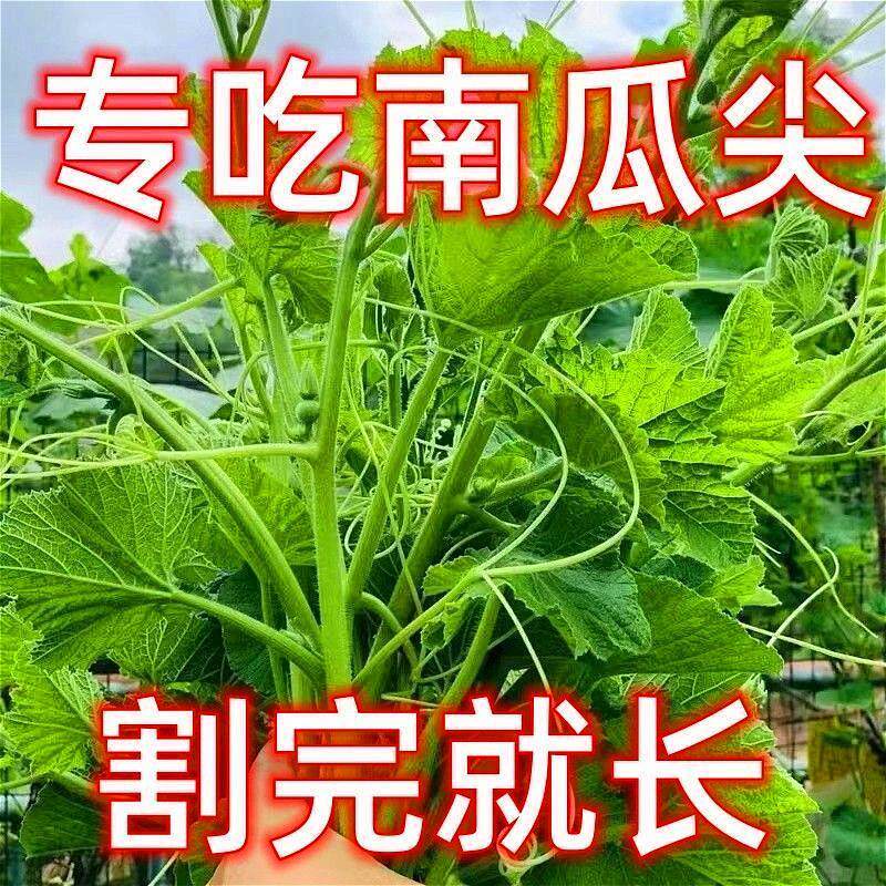专吃南瓜藤种子春秋季播种南瓜蔬菜种子专吃南瓜尖茎嫩叶瓜果种子