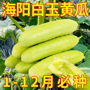 海阳白玉黄瓜种子种籽旱脆寒玉水果黄瓜苗秧苗四季籽种蔬菜孑大全