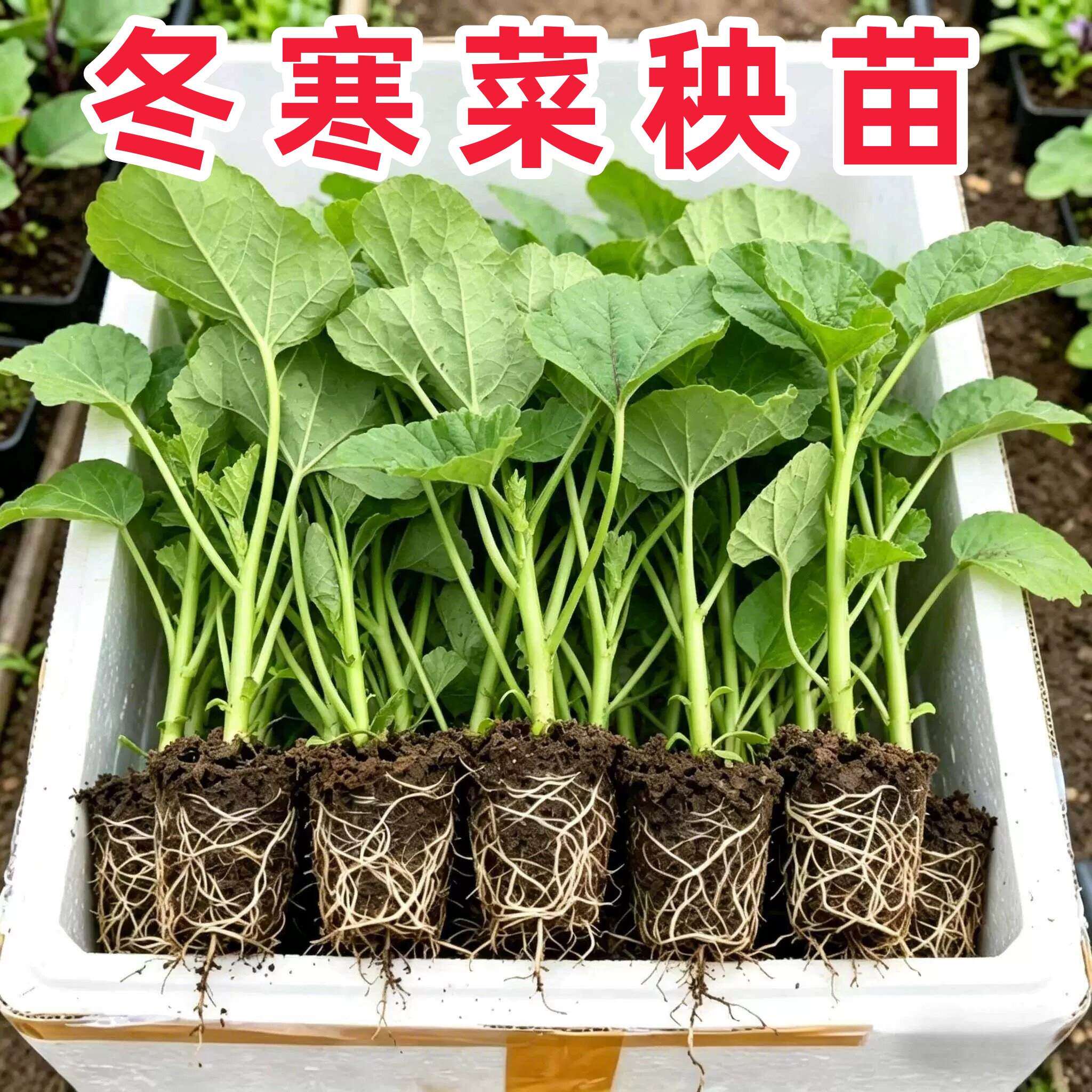 糯米冬寒菜苗种子冬苋菜种籽孑高钙菜苗青菜适合四季种的菜种籽种