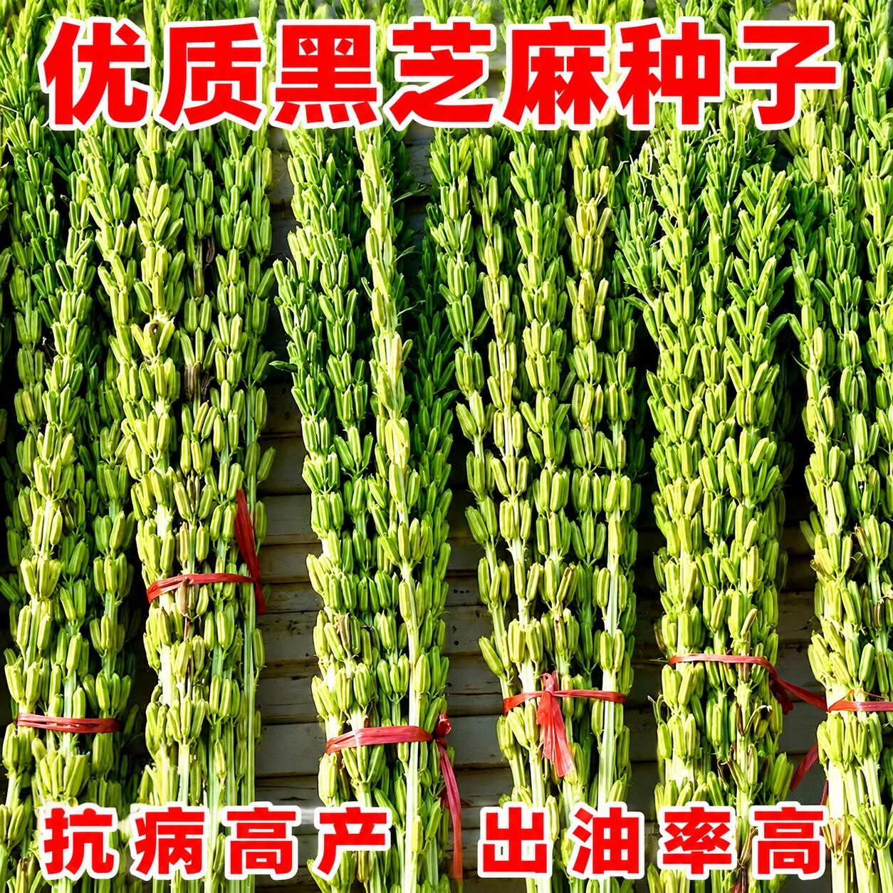 高产黑芝麻种子种籽孑农家白芝麻四季菜籽春季籽种盆栽蔬菜菜种