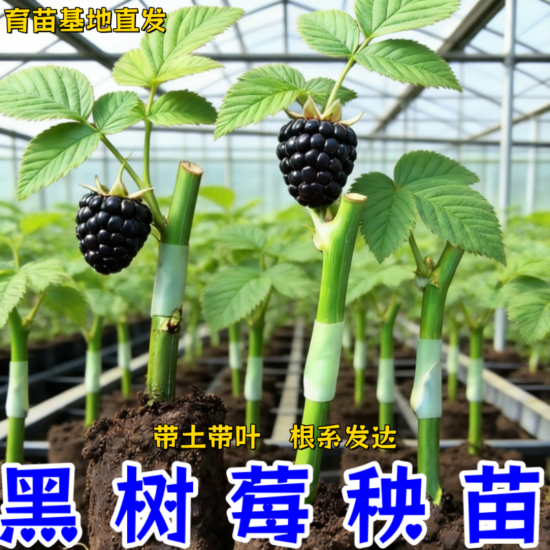 【苗场直发】嫁接黑树莓秧苗带土发优质水果苗扦插覆盆子果树秧苗