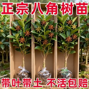大红八角树苗广西高产八角苗矮化古龙嫁接新鲜罗马大料八角嫁接苗