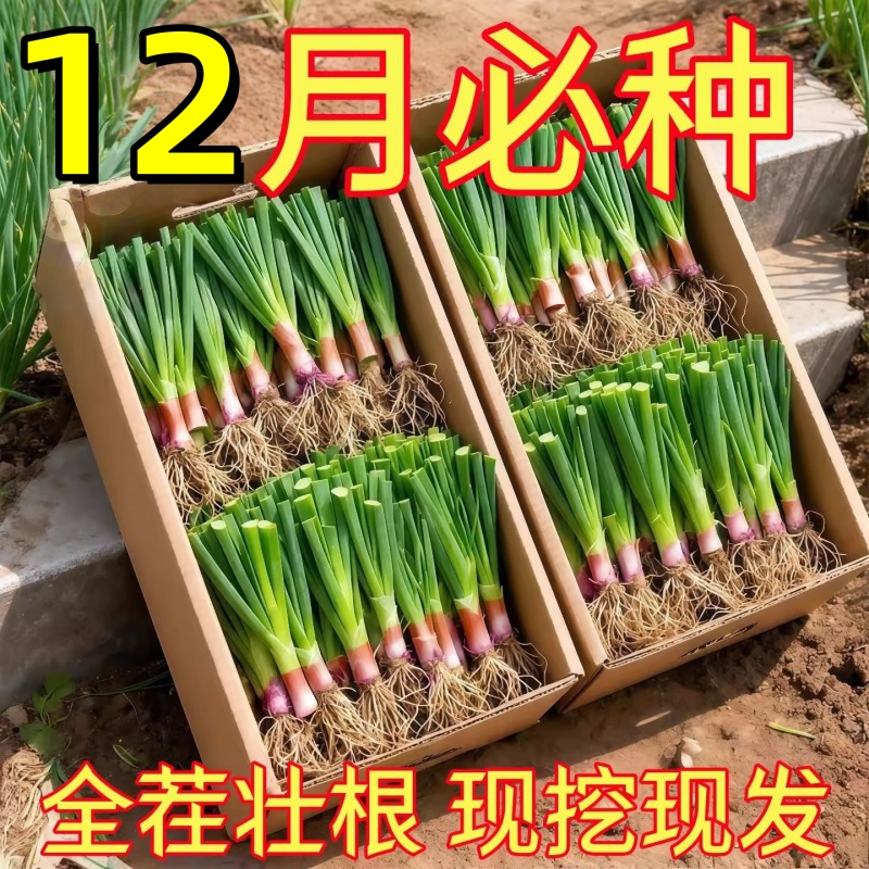 韭菜根苗宽叶夏季头茬紫根现紫根根大叶室内耐寒阳台蔬菜盆栽庭院