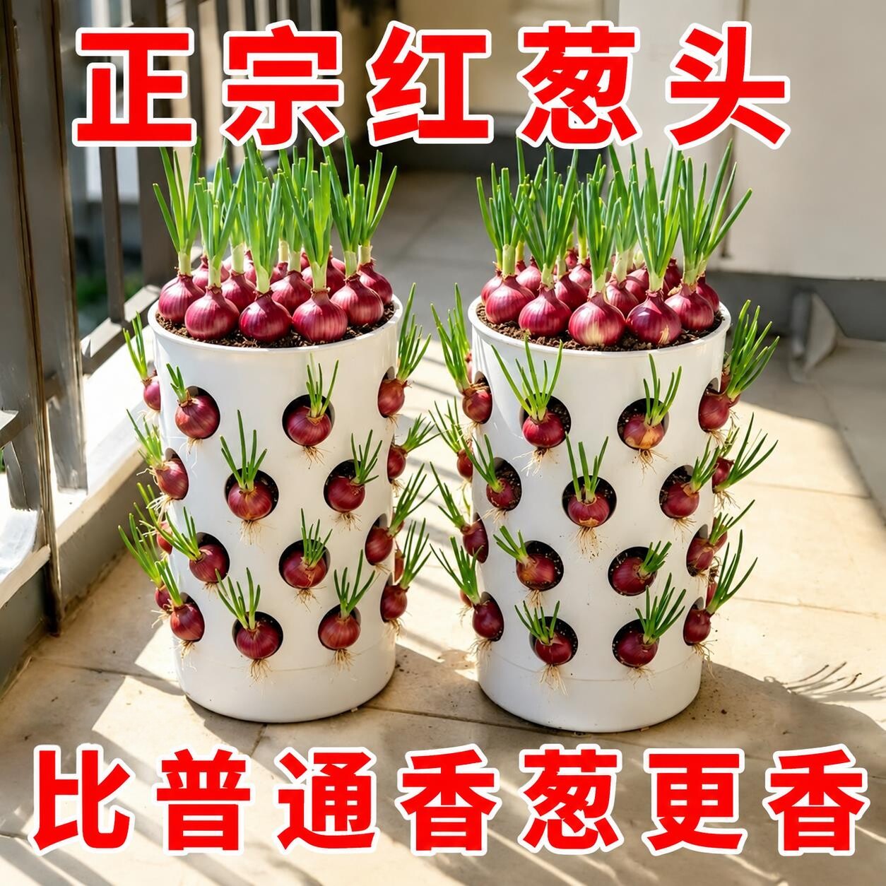 四季正宗香葱头种火葱头油红葱头新鲜小香葱葱头种子阳台种植菜苗