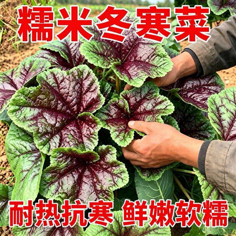 优质冬寒菜秧苗阳台盆栽小院种植冬苋菜冬葵菜秧苗带土球发货菜苗