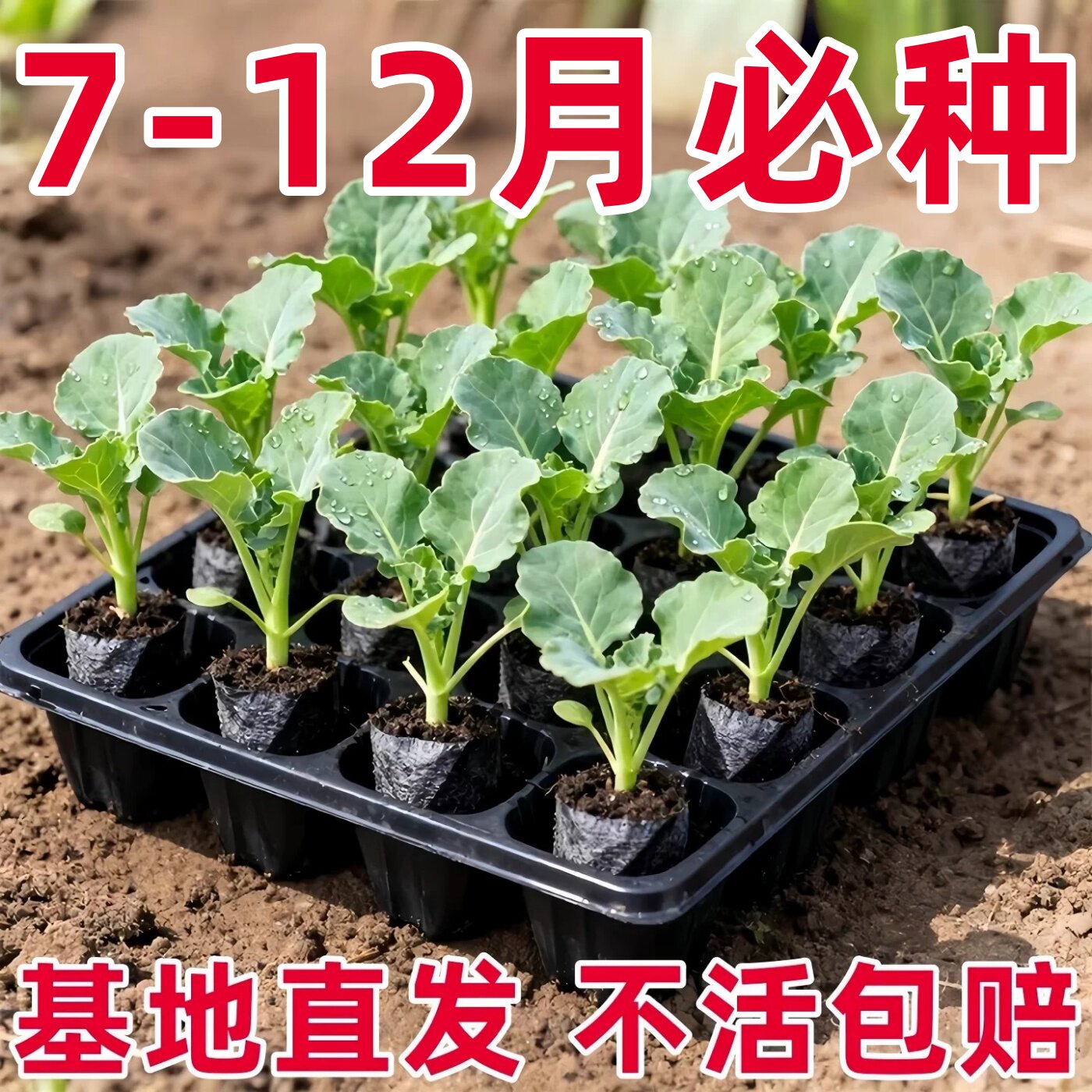 甘蓝苗包菜苗卷心菜苗小包菜薄皮脆甜圆白菜大头包心菜耐寒秧苗