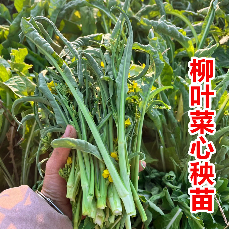柳叶菜心秧苗种子桂林甜脆柳叶菜心种苗阳台高产南方甜菜心蔬菜种