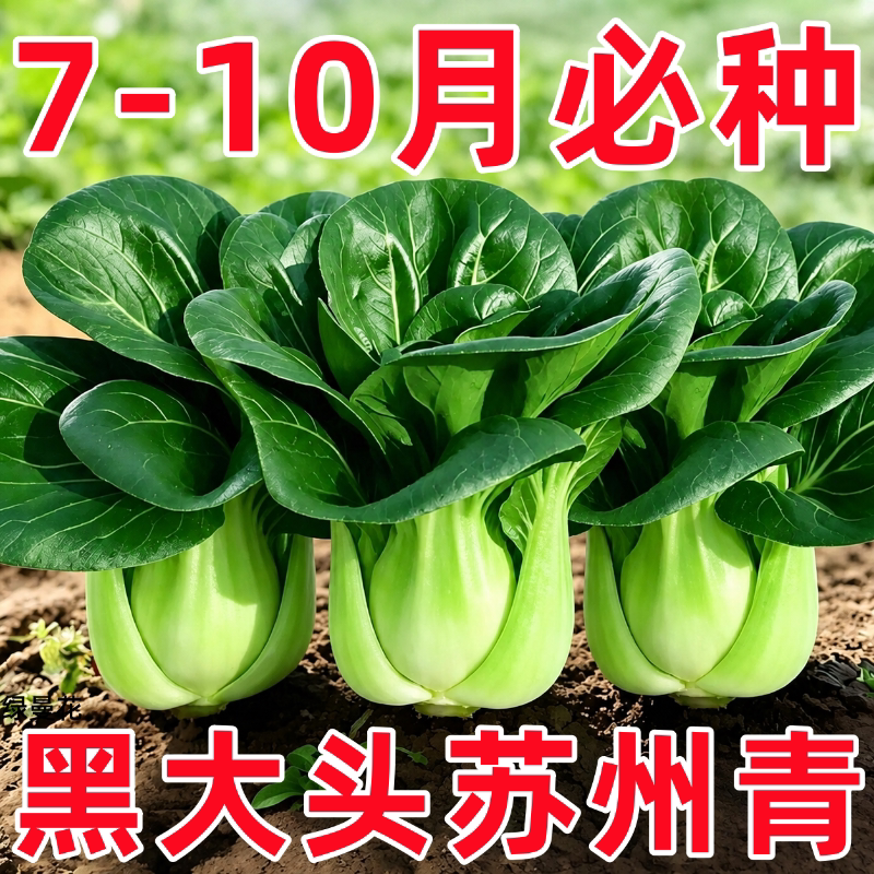 黑大头苏州青上海青青梗菜种子黑叶油菜籽阳台盆栽四季播蔬菜种子