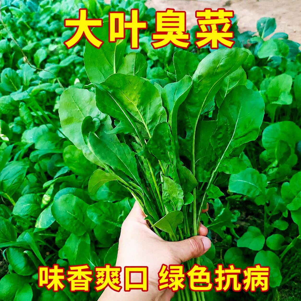 东北臭菜种籽芝麻香菜青菜种籽大全四季秋后菜种子秋冬过年种孑