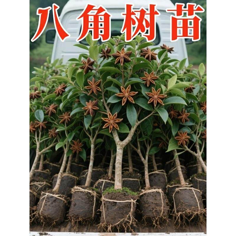 大红八角树苗广西高产八角苗矮化古龙嫁接新鲜罗马大料八角嫁接苗