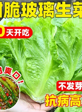 耐寒甜脆玻璃生菜种子脆嫩生吃生菜阳台四季盆栽大叶速生蔬菜种子