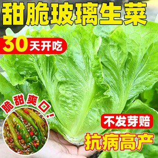 耐寒甜脆玻璃生菜种子脆嫩生吃生菜阳台四季盆栽大叶速生蔬菜种子