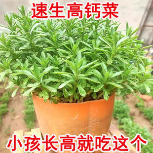 养心菜种子养心草三七苗痒痒草救心菜三七植物三七草云南白药泡茶