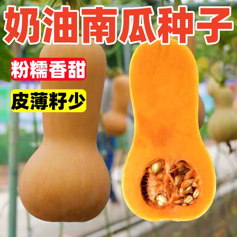 奶油南瓜种子香甜软糯小南瓜可爬藤可地爬庭院阳台四季蔬菜种子
