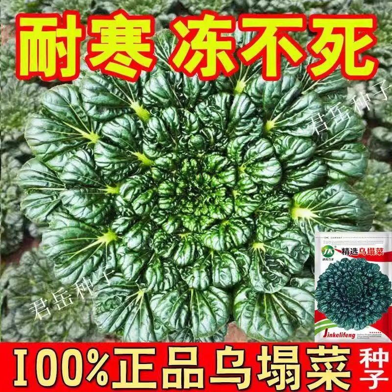 乌塌菜种子高钙保健蔬菜种孑养心菜菊花心大白菜春秋四季播菜种籽