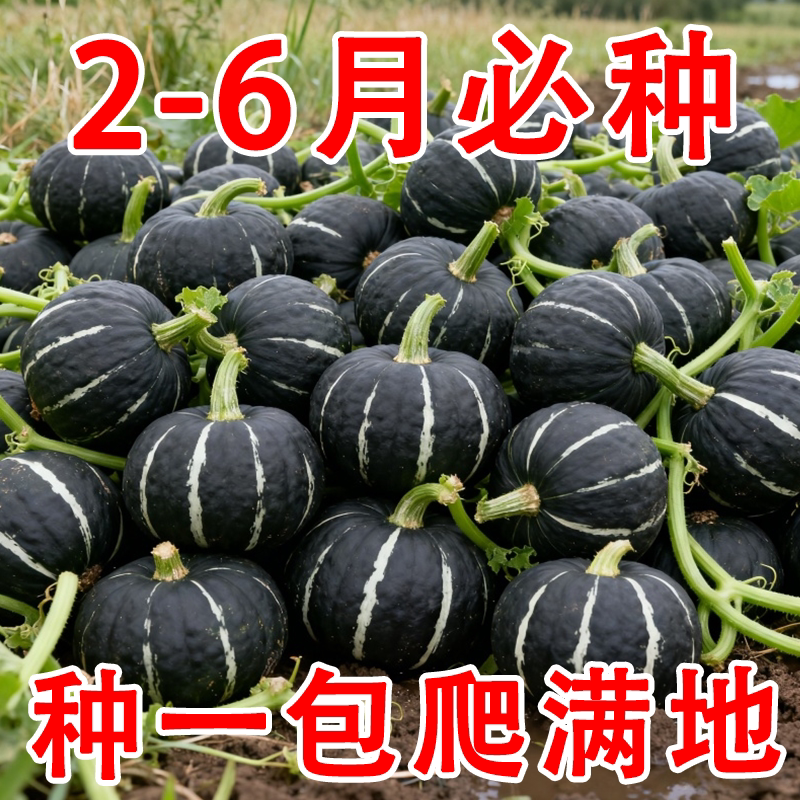 贝贝南瓜种子新品种超甜板栗味迷你南瓜种子甜面香糯高产蔬菜种子