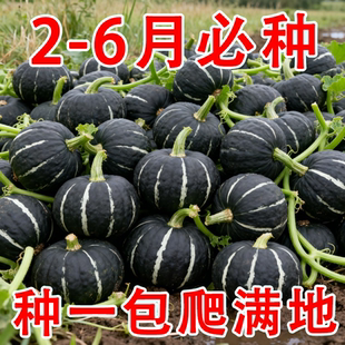 贝贝南瓜种子新品种超甜板栗味迷你南瓜种子甜面香糯高产蔬菜种子