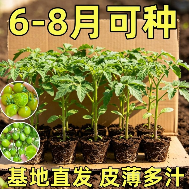 绿番茄苗秧阳台盆栽水果圣女果四季矮生西红柿秧苗千禧圣女果苗子