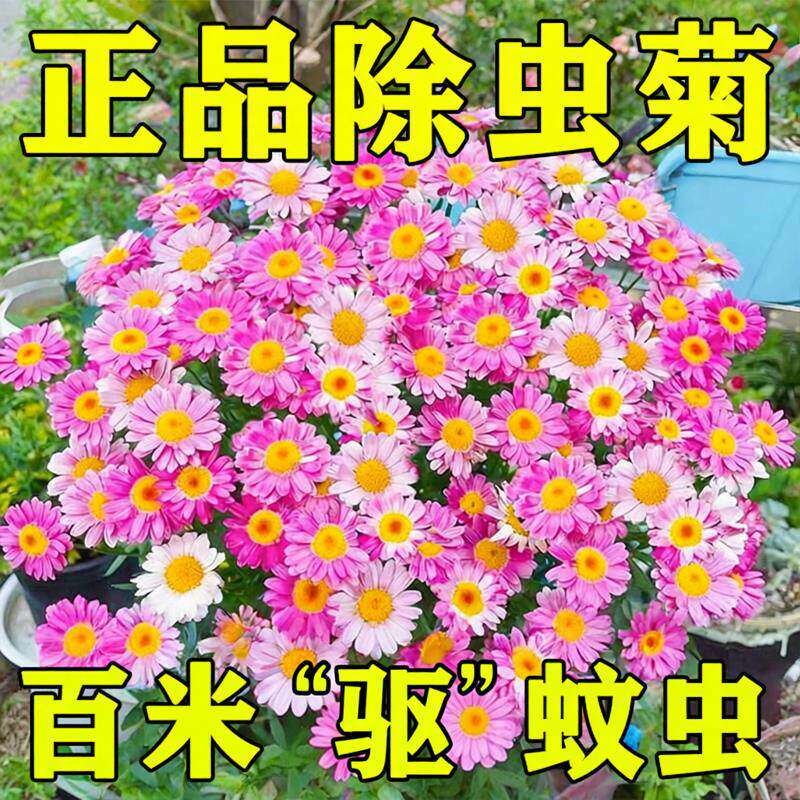 【撒一次长满院】除虫菊驱蚊虫菊种驱蚊花种懒人多年生四季开花