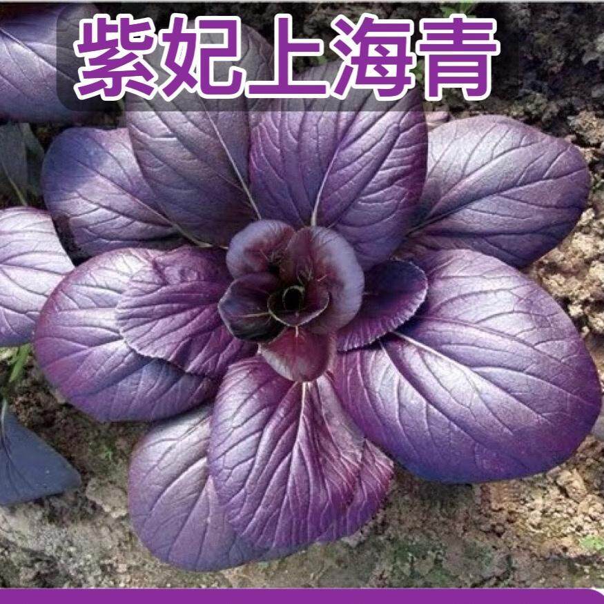 可过冬紫妃上海青种籽紫色小青菜种子特色菜园阳台耐热四季蔬菜孑