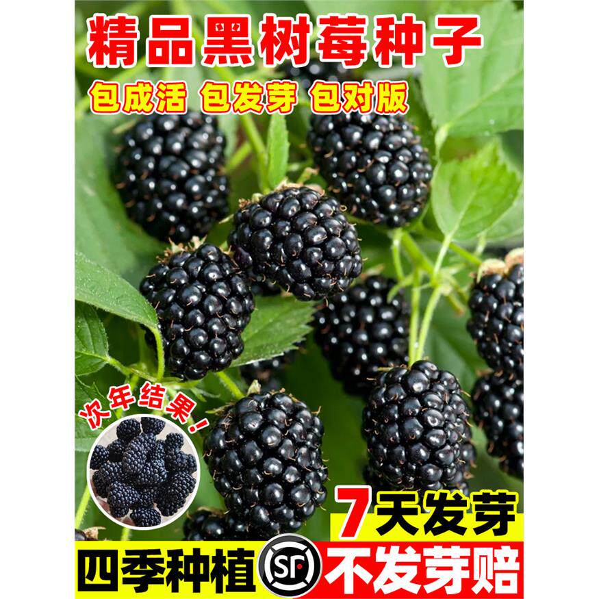 黑树莓种子野生果蓬泡托根树莓种籽野草莓覆盆子种子全国四季种植