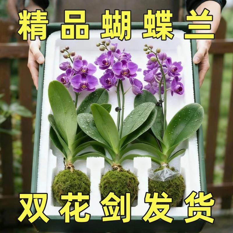 蝴蝶兰盆栽带花剑带花苞花卉秋冬客厅兰花大苗室内植物四季好养活,鲜花速递/花卉仿真/绿植园艺,红掌/凤梨/温室花卉,淘宝优惠券,粉丝福利购,淘宝优惠卷