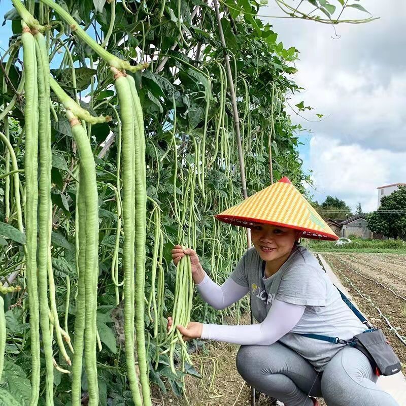 高产易活农家传统四季播长豆角种长豇豆品种 非转基因非杂交 可