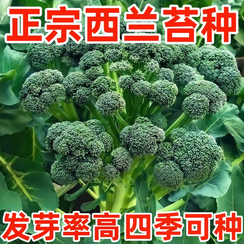 云南新鲜兰花苔西兰花苔芥蓝菜农家自种西兰花脆嫩兰花菜苔新鲜