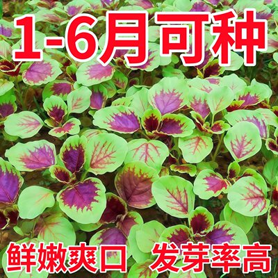 鲜嫩红苋菜种子 四季庭院盆栽农家小菜园地阳台种植耐热蔬菜种子
