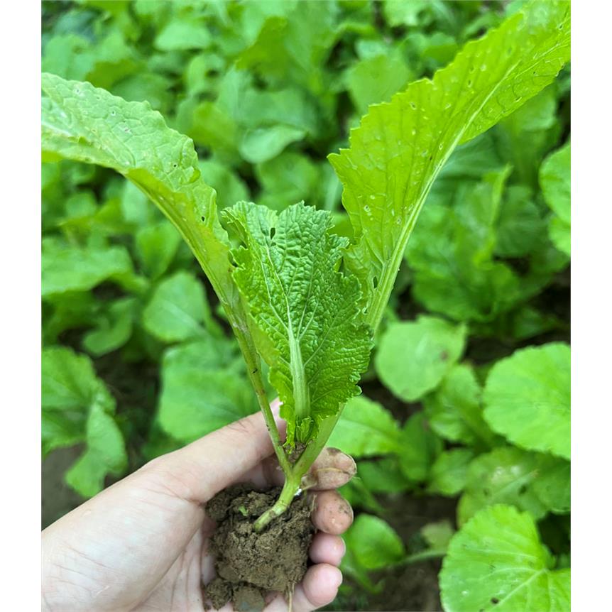 芥菜苗水东芥菜大肉甜芥菜秧苗种子白菜油麦菜生菜苗阳台南方菜种
