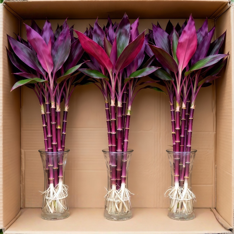 【紫气东来】紫竹鸿运当头富贵竹转运竹水培植物办公室内桌面好养