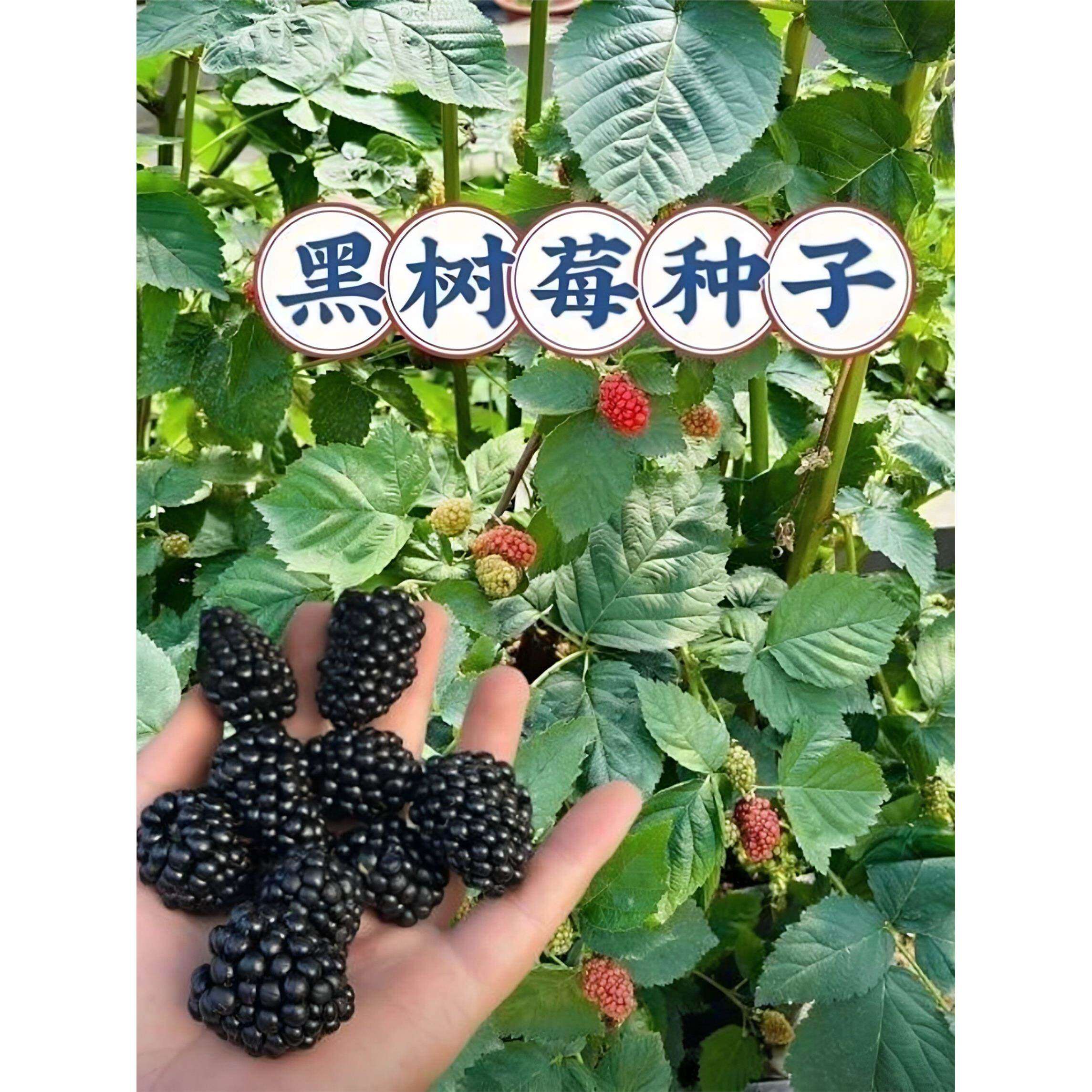 甜蜜黑树莓种子黑树莓种子耐寒黑树莓种子阳台盆栽小院种植简单种