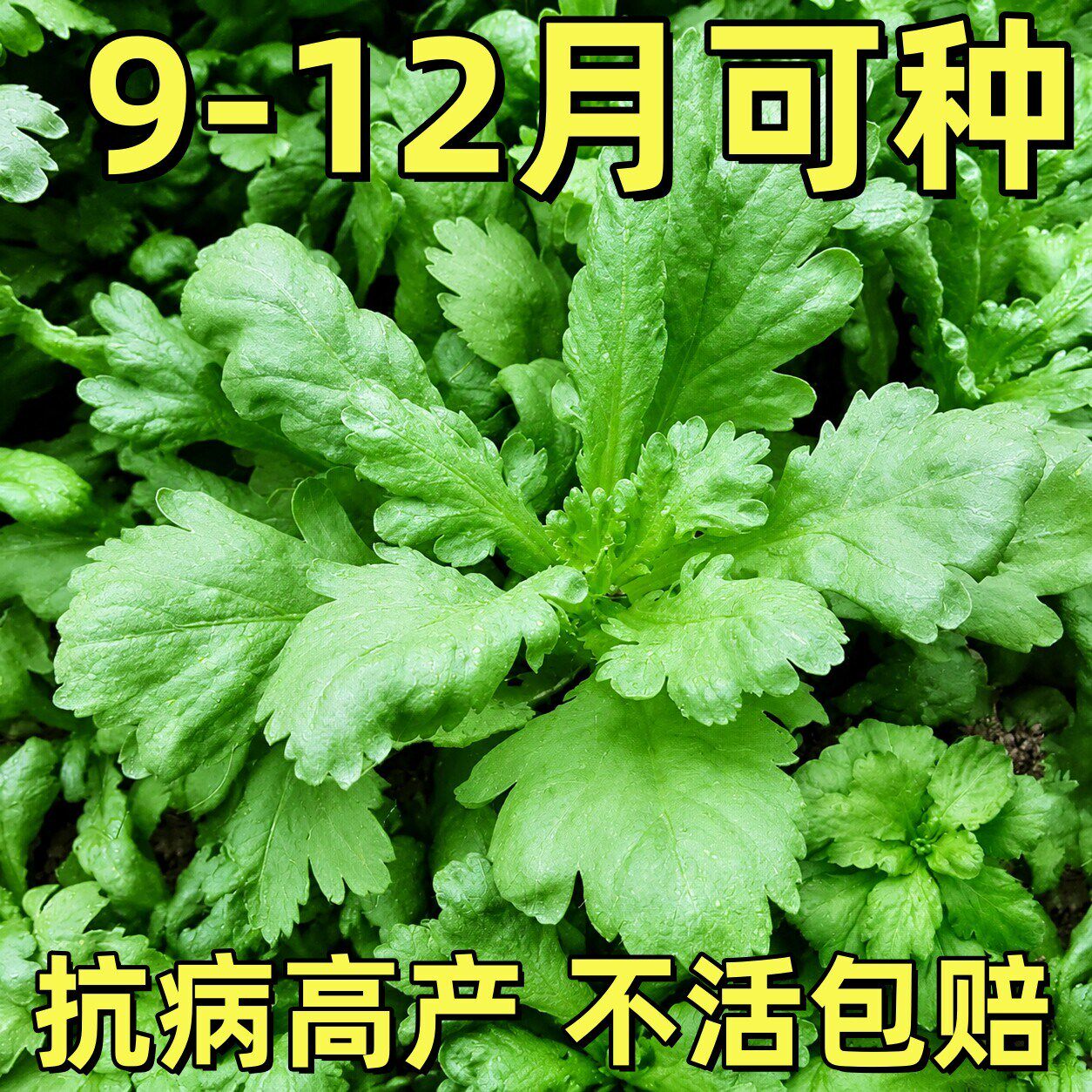 大叶茼蒿秧苗带土老品种小叶农家茼蒿种籽夏四季皇帝菜秋冬蔬菜苗