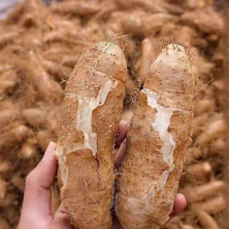 老品种农家毛薯 农家自留种蔬菜 粉糯香甜软 可自留种籽种子