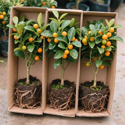 金桔树盆栽可食用室内四季脆皮橘子树苗客厅植物花卉绿植花苗盆景