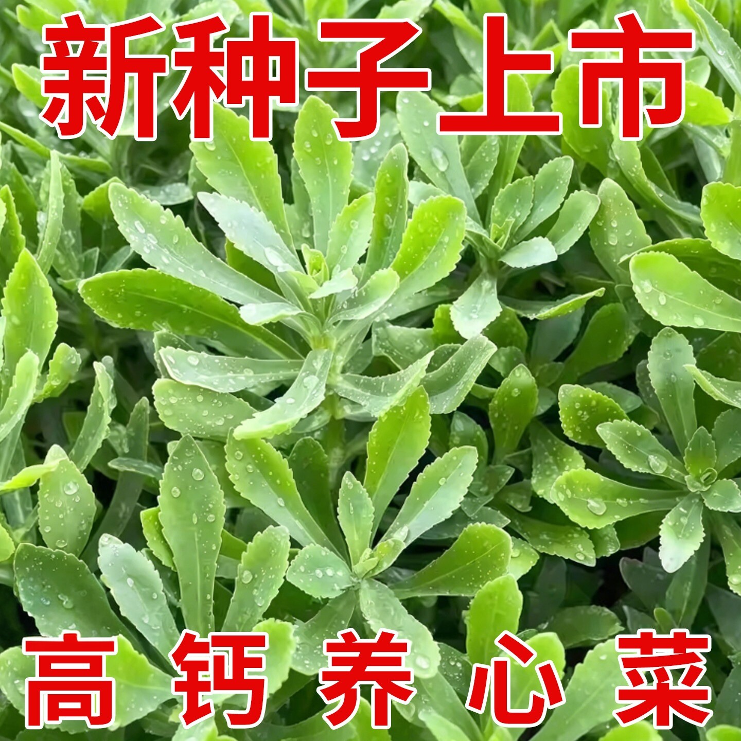 养心菜根苗种籽高钙救心菜苗四季蔬菜苗秧盆栽家庭阳台草费菜子孑