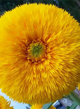 玩具熊向日葵种黄色重瓣多头观赏葵花籽庭院花园盆栽四季花卉种子
