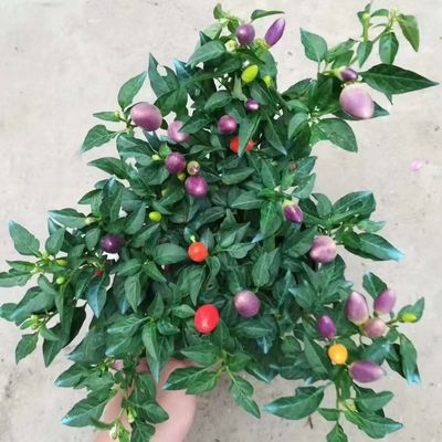 七彩椒辣椒盆栽树苗带果可食用新鲜多色五彩椒朝天椒阳台花卉绿植