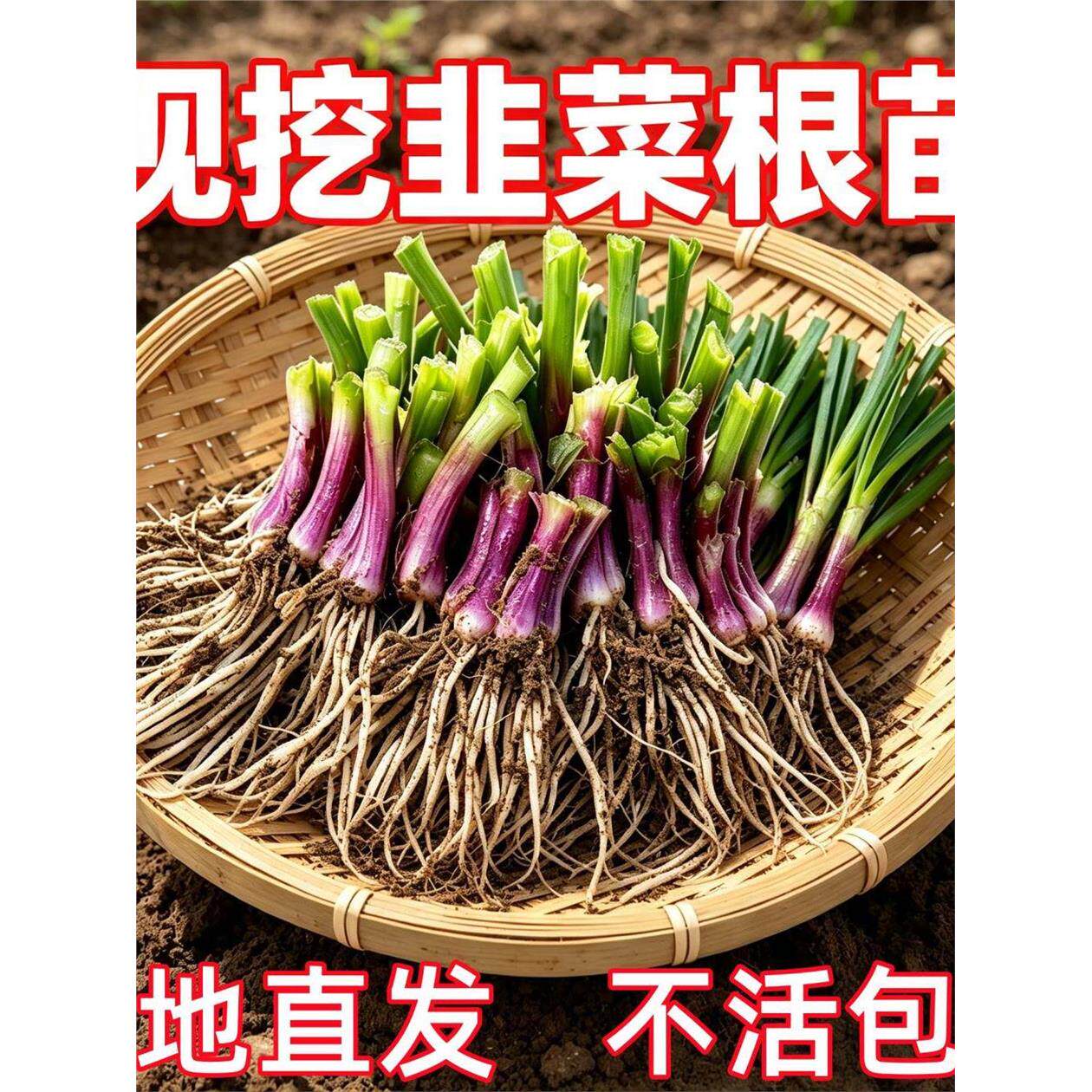 韭菜根苗带土现挖宽叶紫根韭菜苗紫红根四季阳台盆栽种菜籽蔬菜苗