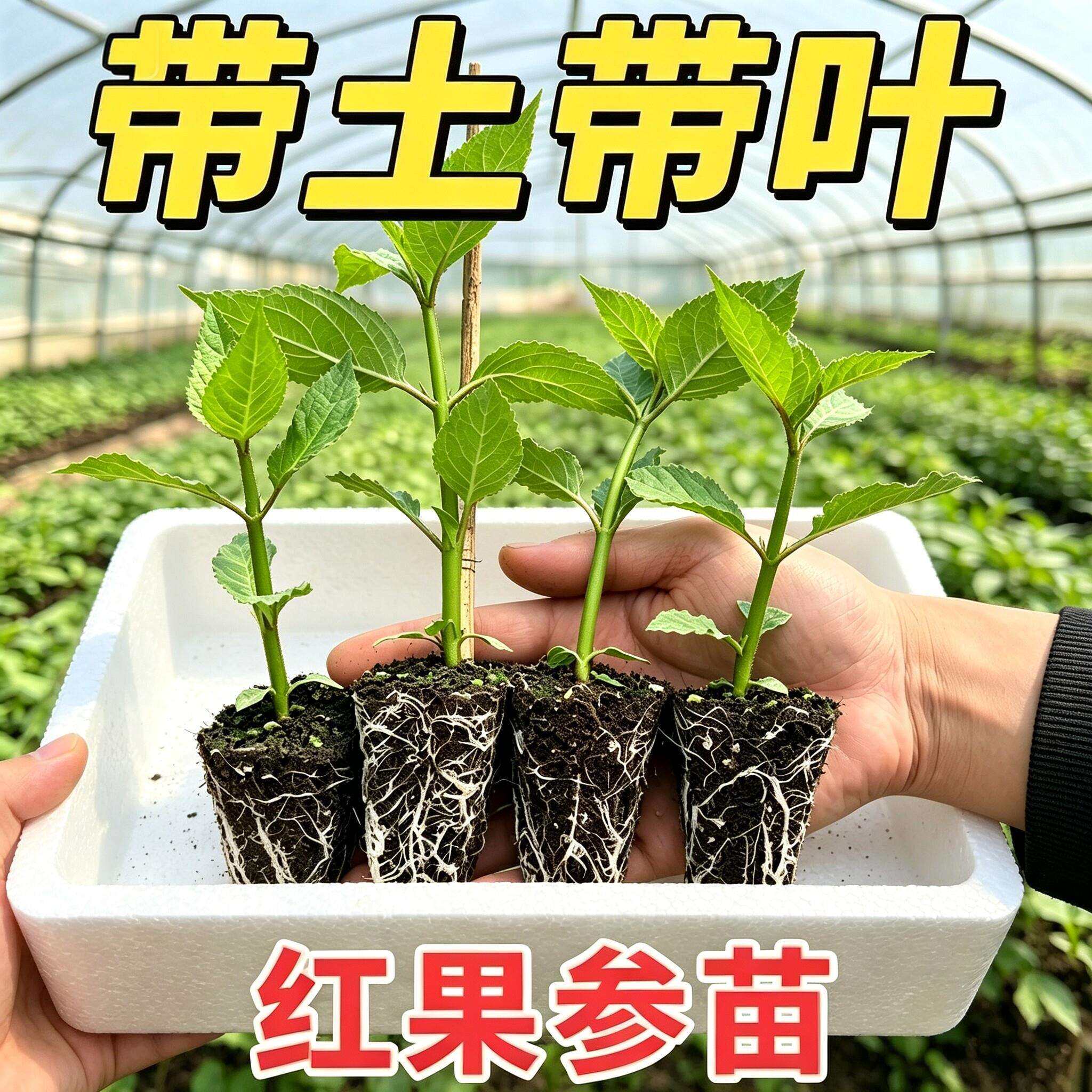 红果参果苗正品对版云南红果参树苗云南特产阳台绿植盆栽当年结果