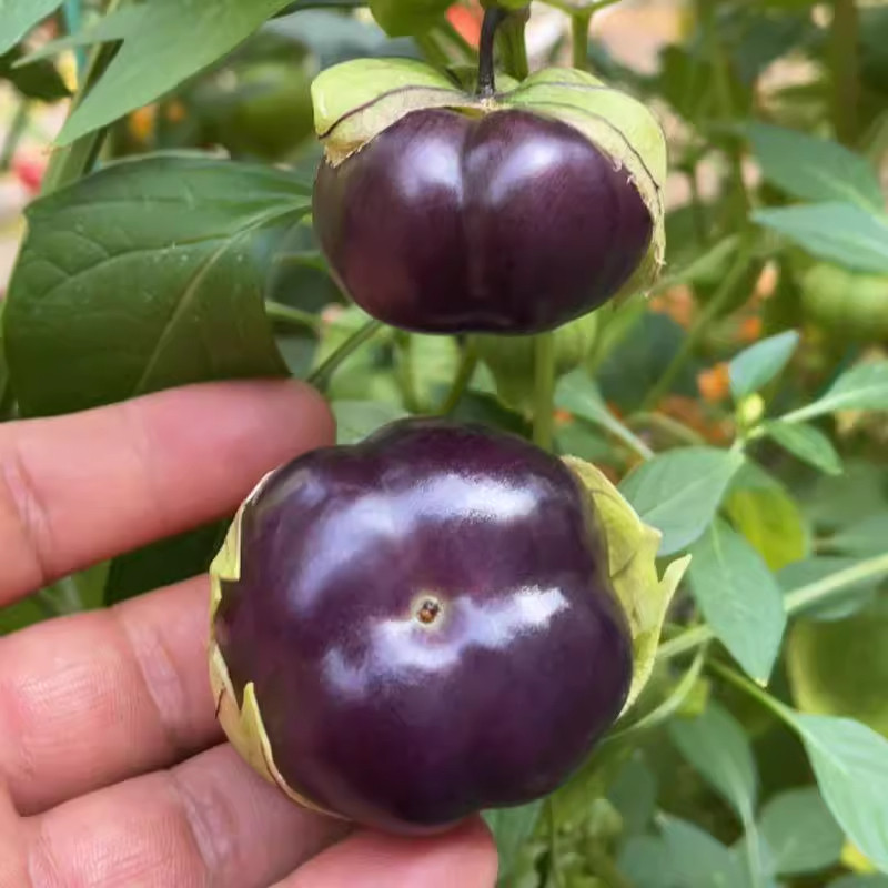 超甜特大紫姑娘果种籽果种子东北黄菇娘果阳台盆栽庭院奇异水果苗,鲜花速递/花卉仿真/绿植园艺,红掌/凤梨/温室花卉,淘宝优惠券,粉丝福利购,淘宝优惠卷