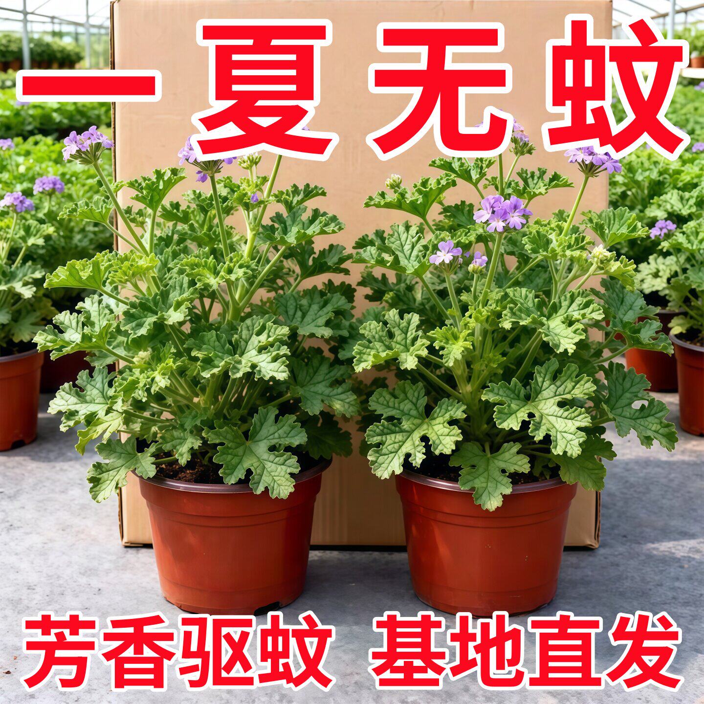 驱蚊草盆栽植物室外室内绿植祛蚊种籽子庭院香叶天竺葵开花防蚊虫