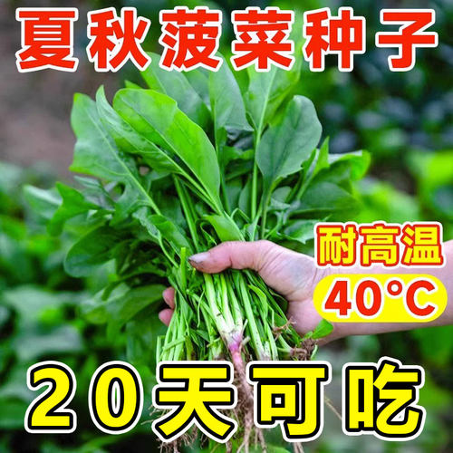 耐热菠菜籽种子大叶菠菜夏季高产四季播种盆栽种植蔬菜苗种孑大全