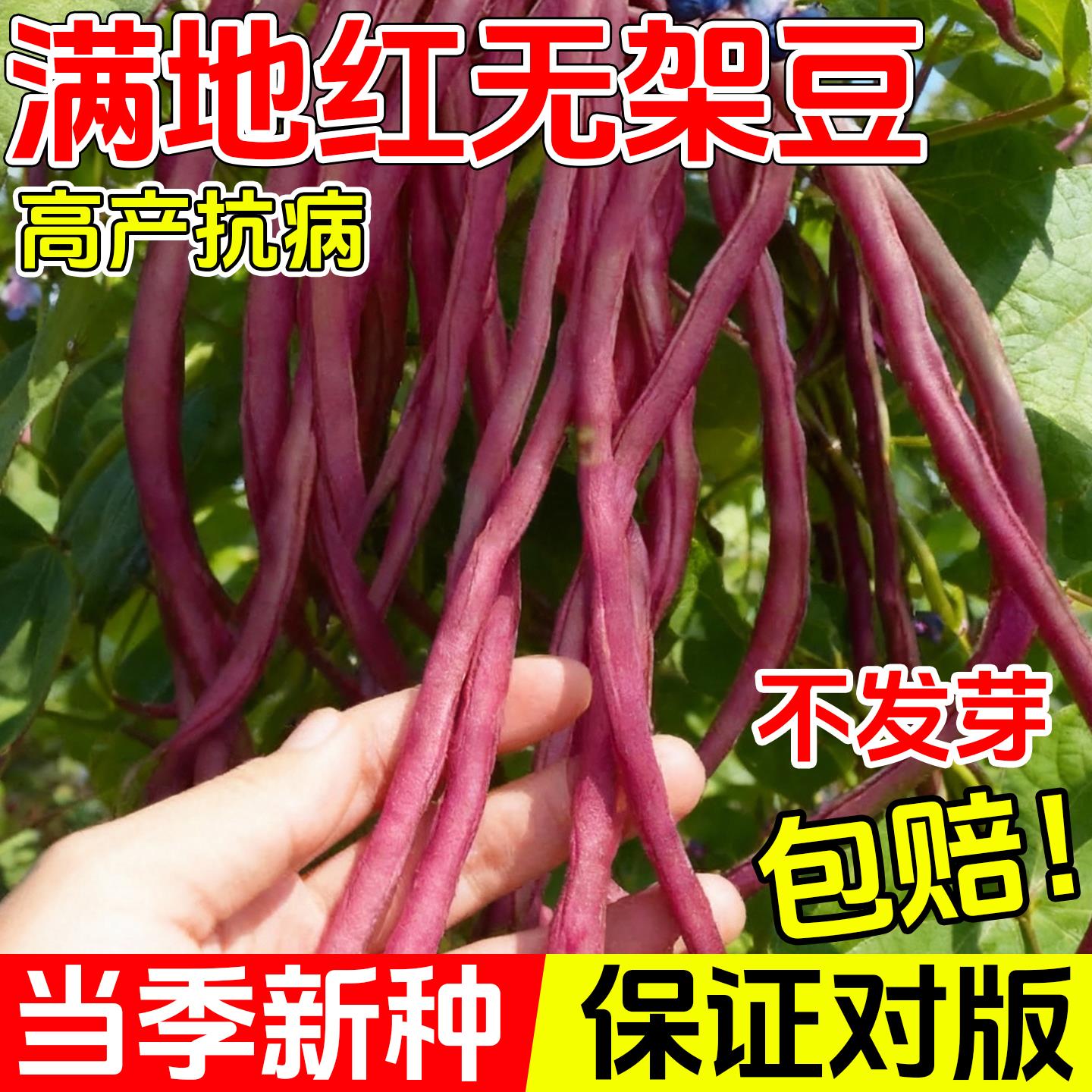 满地红无架豆种子春秋不搭架红豇豆种籽种四季豆角扁豆农家蔬菜孑