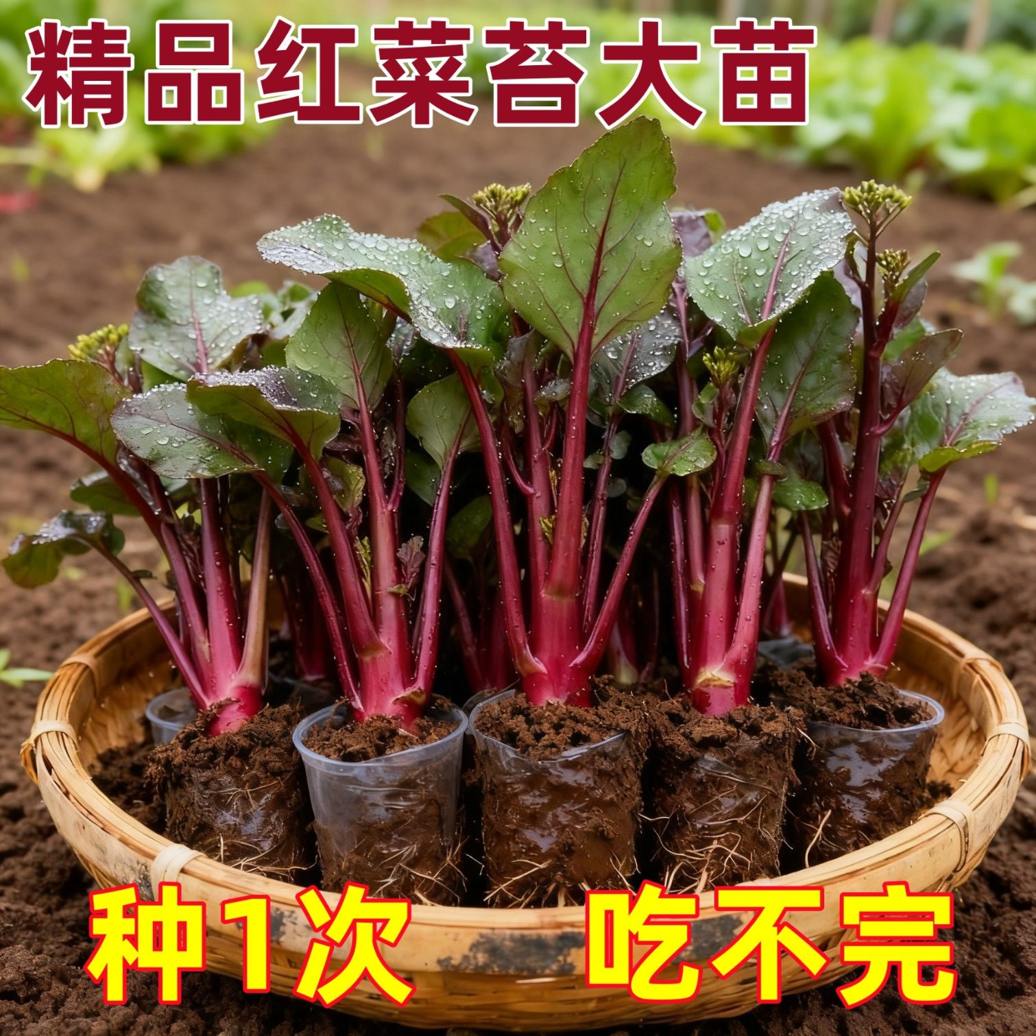 寿光红菜苔苗秧苗老品种青菜苔苗湖北洪山红油菜苔苗种子秋冬菜苗