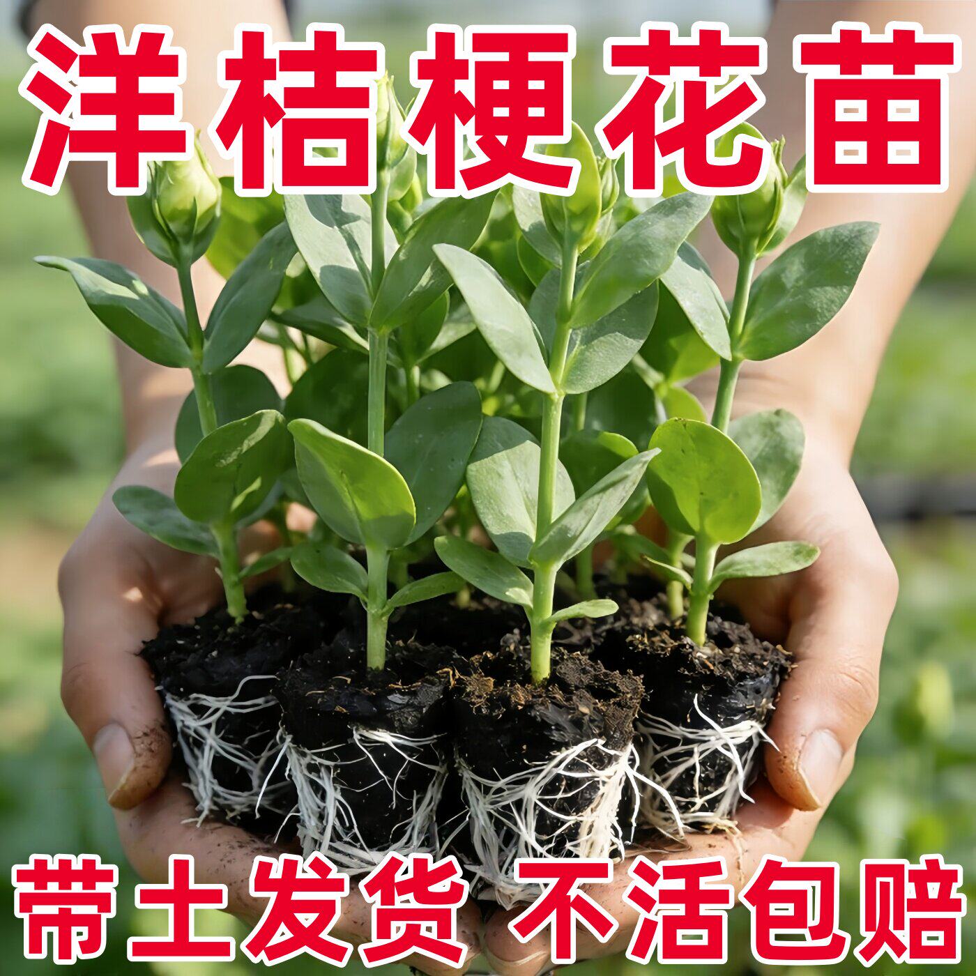 春季进口重瓣洋桔梗花苗四季花卉室内室外盆栽花卉多年生小苗耐热