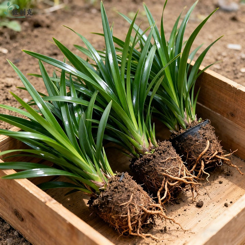 墨兰兰花苗精品花卉盆栽室内阳台浓香绿植物金边企黑四季耐寒好养
