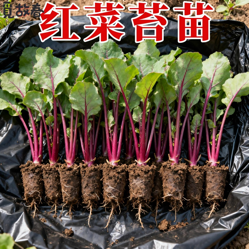 寿光红菜苔苗秧苗老品种青菜苔苗湖北洪山红油菜苔苗种子秋冬菜苗