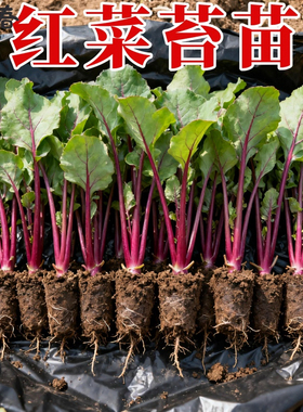 寿光红菜苔苗秧苗老品种青菜苔苗湖北洪山红油菜苔苗种子秋冬菜苗