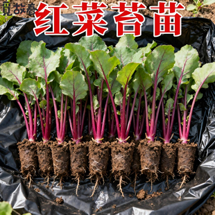 寿光红菜苔苗秧苗老品种青菜苔苗湖北洪山红油菜苔苗种子秋冬菜苗
